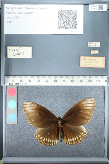 Media type: image;   Entomology 159259
